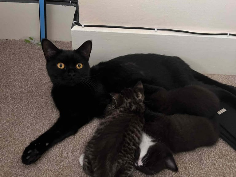 Adorable baby Kittens 