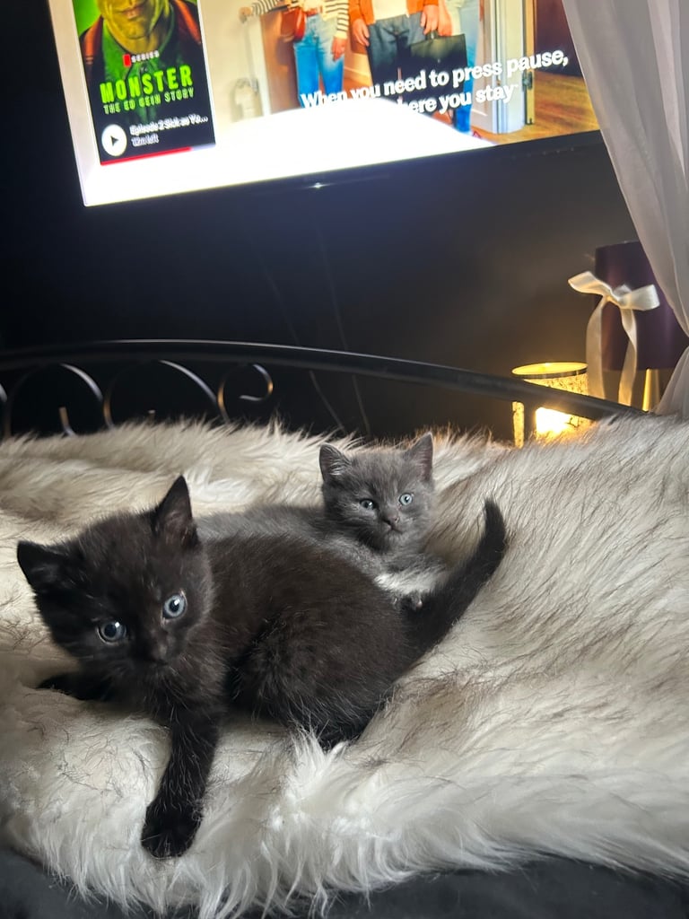two beautiful kittens