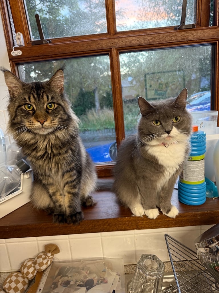 image for Maine Coon cross ragdoll kittens