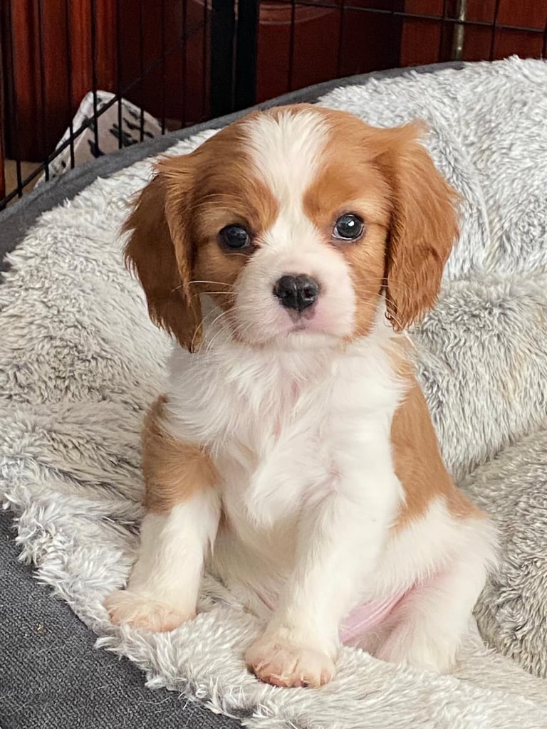 Cavalier King Charles spaniel puppy for sale