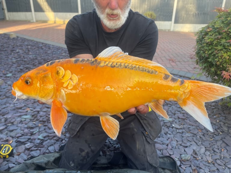 ALLNOW SOLD AND COLLECTED      6 x Large Koi Carp