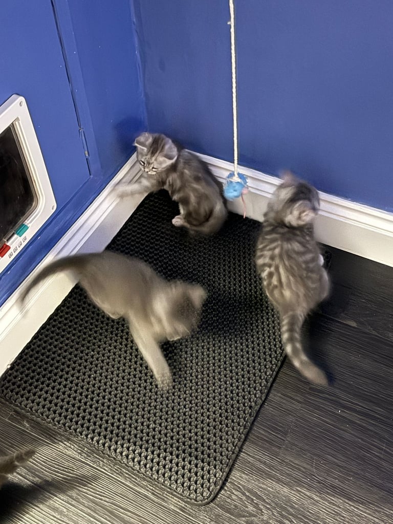 Maine coon / Persian/ British Blue mix - cute grey fluffy kitten ready to leave now