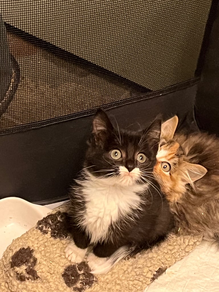 Beautiful kittens ready for their forever home 
