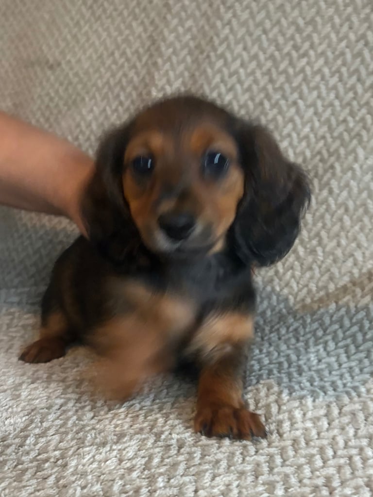 Genuine miniature dachshunds 