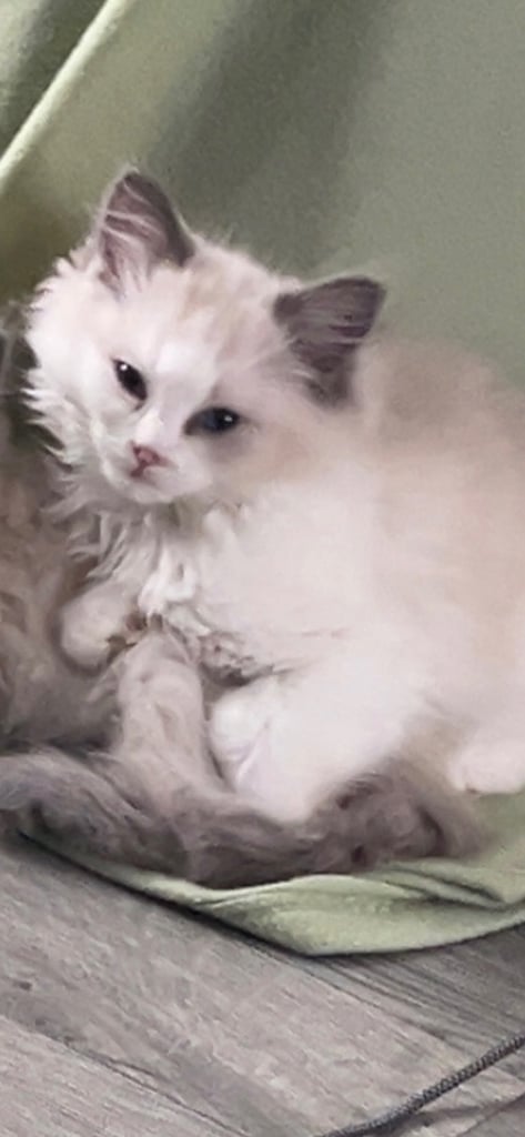 Blue & white male ragdoll kitten