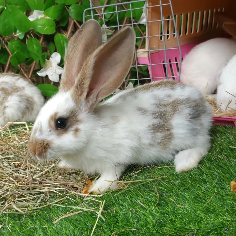 image for Giant Papillon Boys fully vaccinated - READY NOW :) 