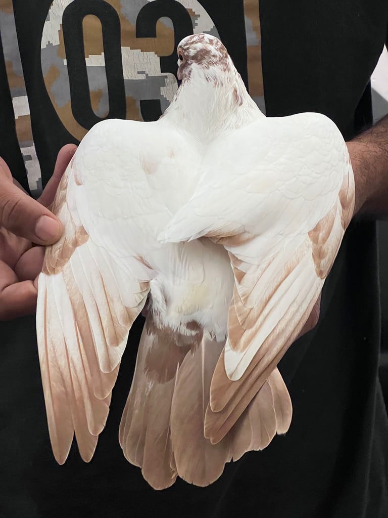 Colour racing pigeon 