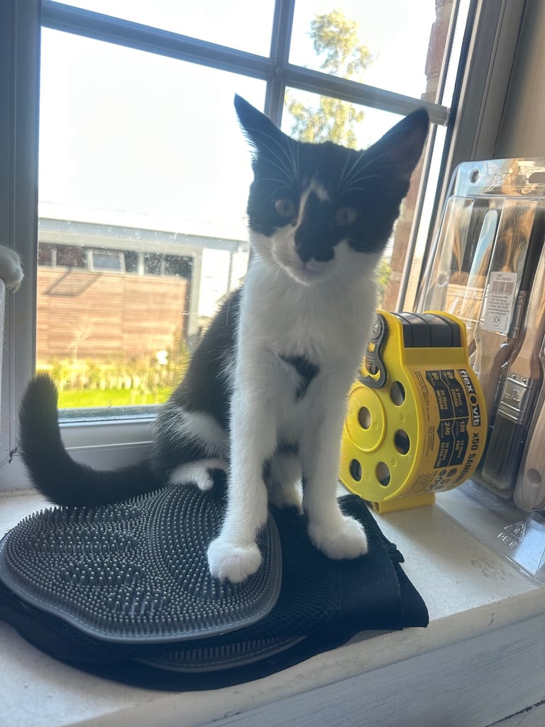 Female kittens 