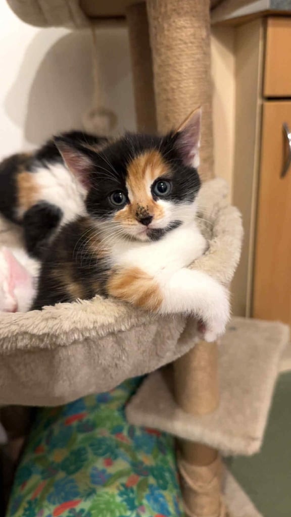 Stunning kittens 