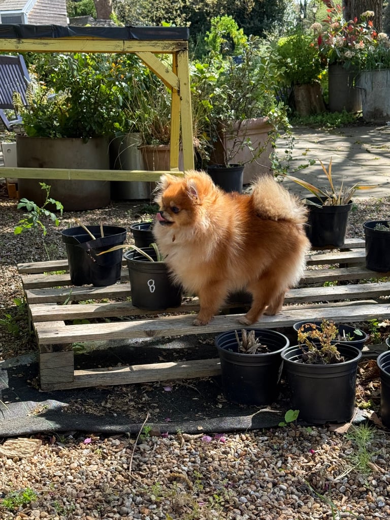Pomeranian KC registered female for sale 