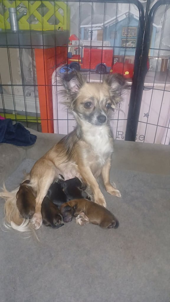 Chihuahua/yourkshire pups