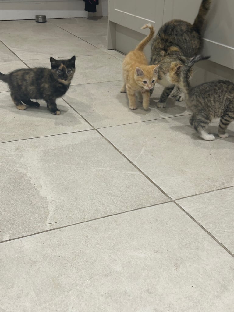 image for 6 kittens looking for there forever home 