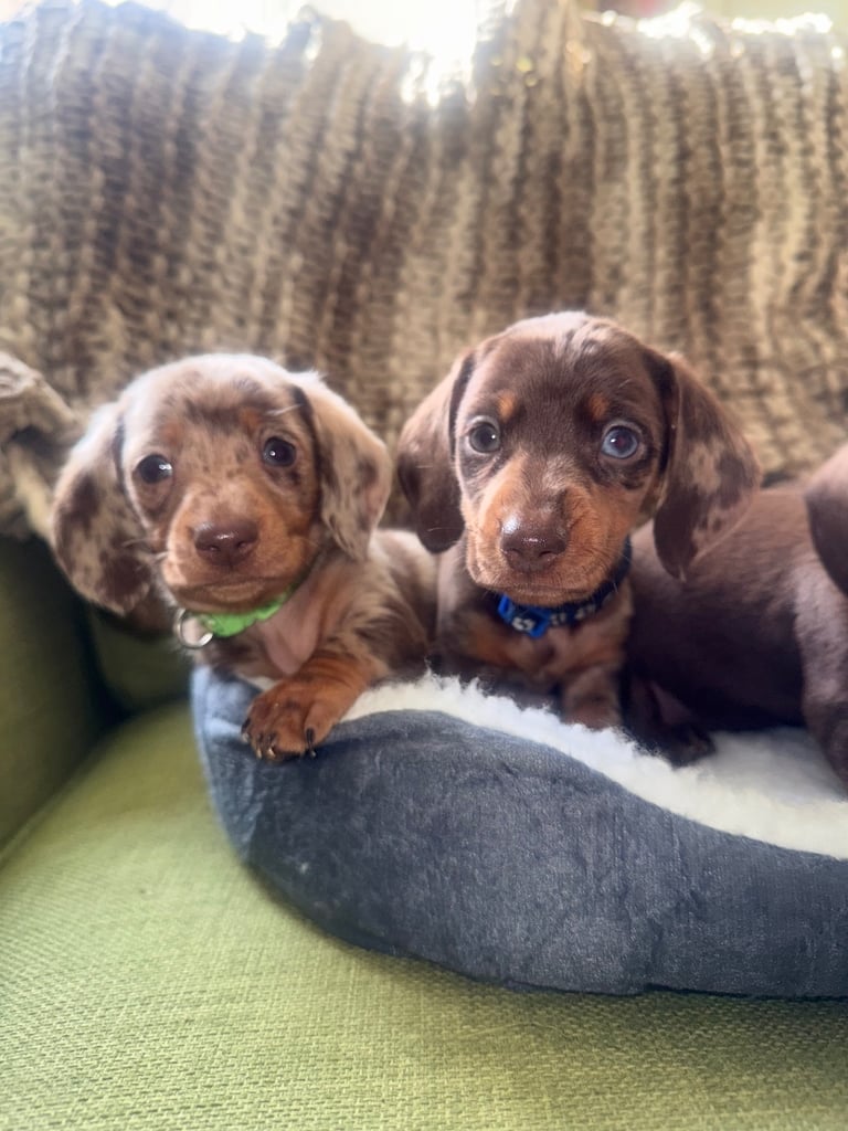 Ready to go! 1 boy left Miniature dachshunds puppies 