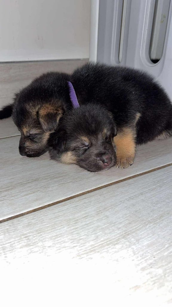 Shepsky (German shepherd/ Husky) 