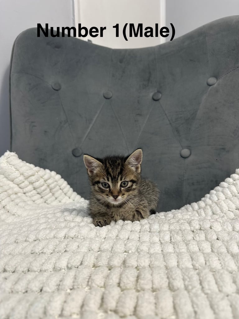 Very friendly  kittens 