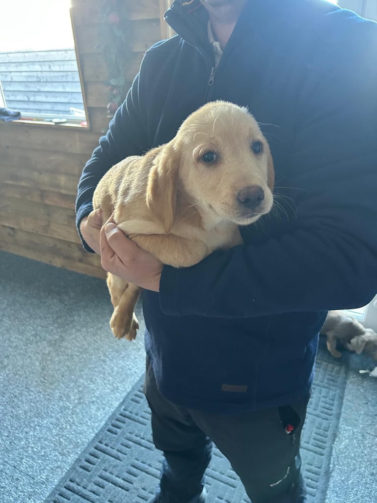 Labrador puppies 