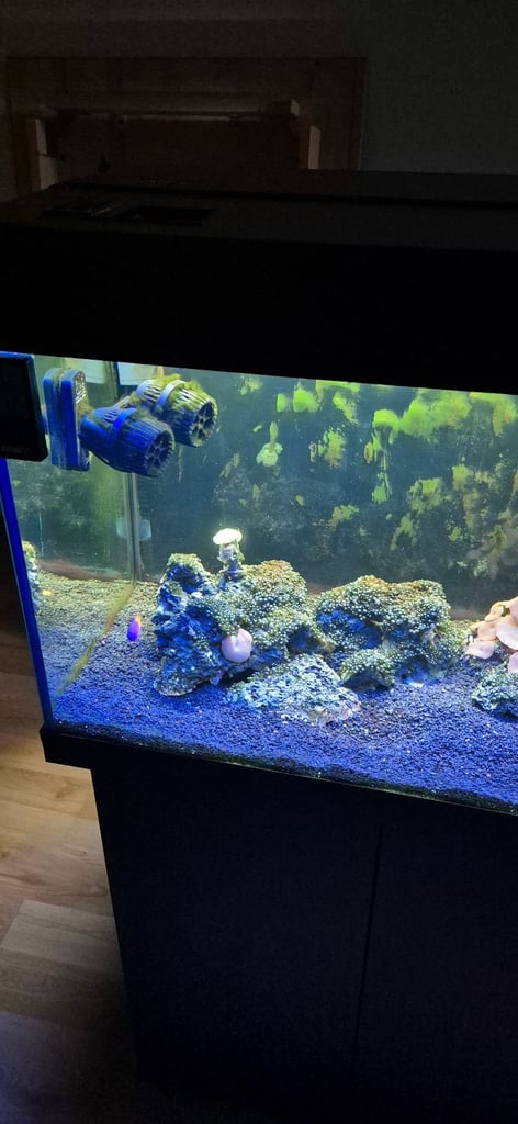 Jewel 180L Marine Tank with Fish, Live Rock/Coral.