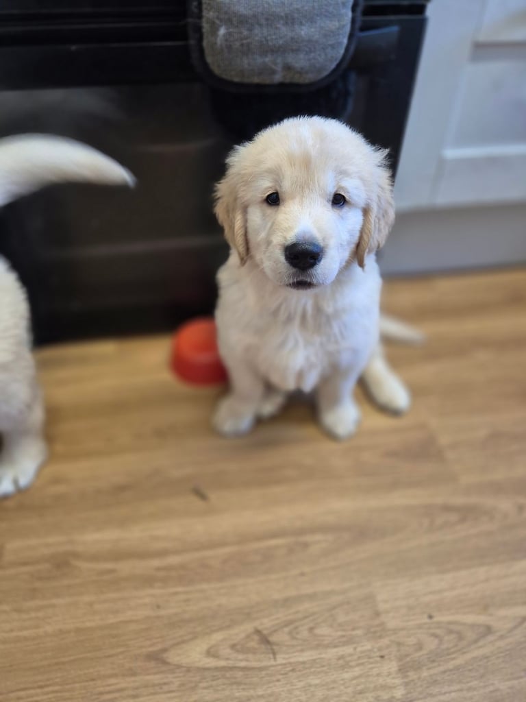 Golden retriever puppies 
