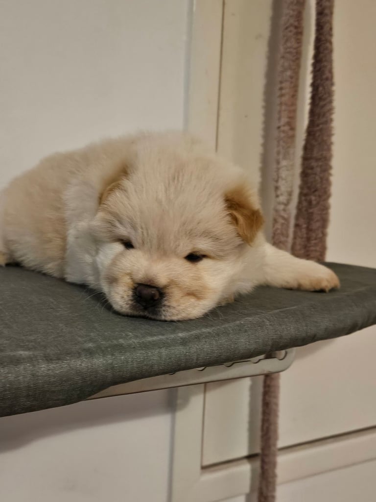 Chow chows in Scotland Gumtree