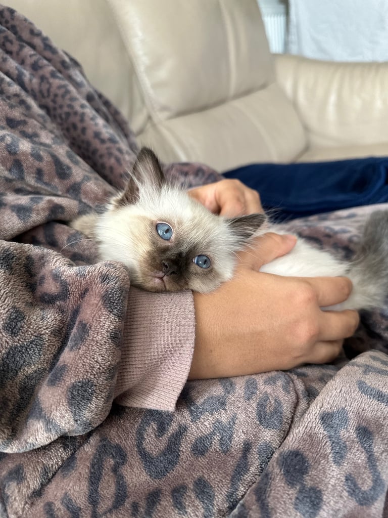 Beautiful male Ragdoll kitten - 8 weeks old