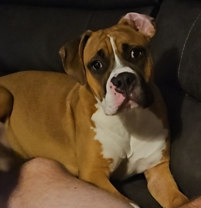 Boxer cross 