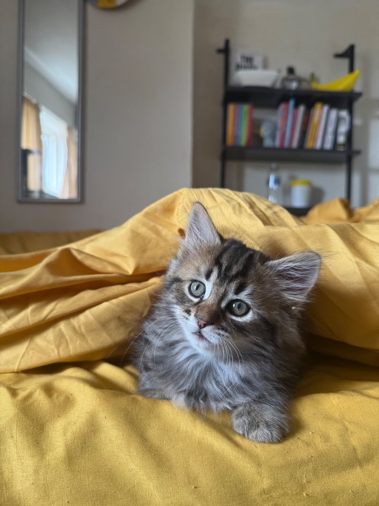 Beautiful 2-Month-Old Tabby Kittens Looking for Loving Homes