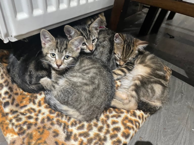 image for 4 beautiful tabby kittens