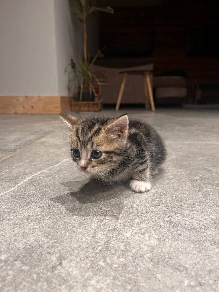 Female kitten