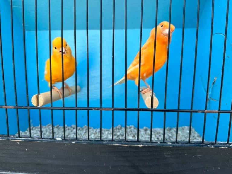 Colour canaries birds 