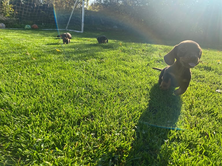 Miniature Dachshund puppies 