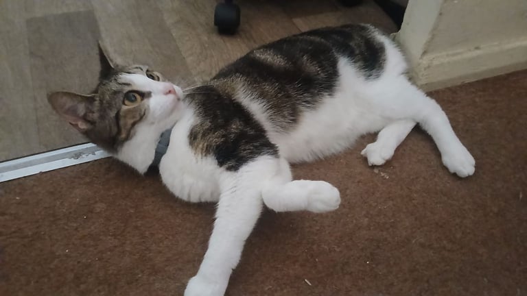 2 female  cats looking for rehoming 