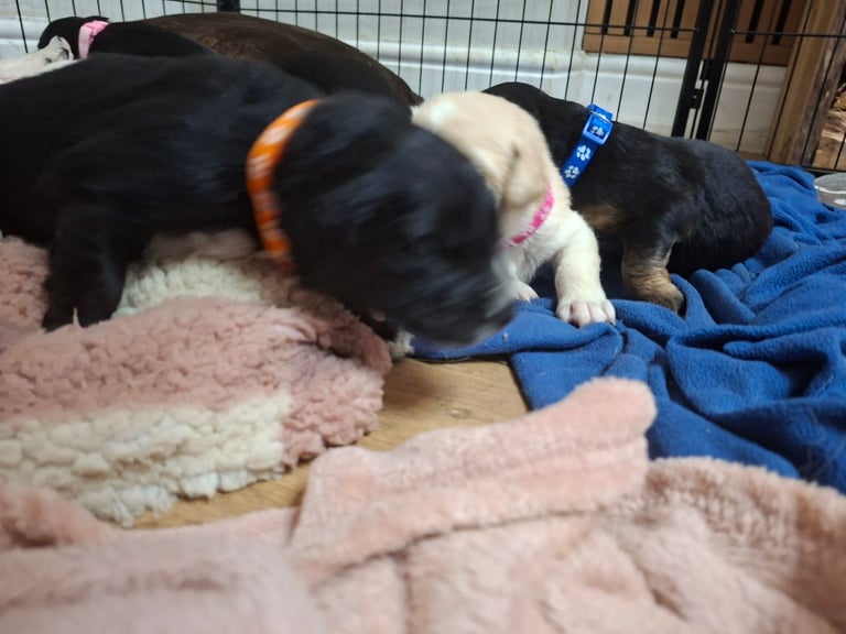 2 boys LEFT Stunning F1 border retreiver puppys 