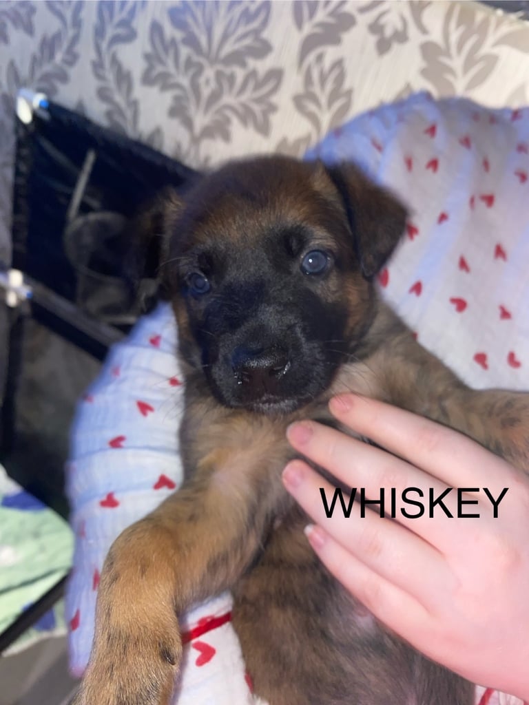 Belgium malinois x bull lurcher puppy’s 
