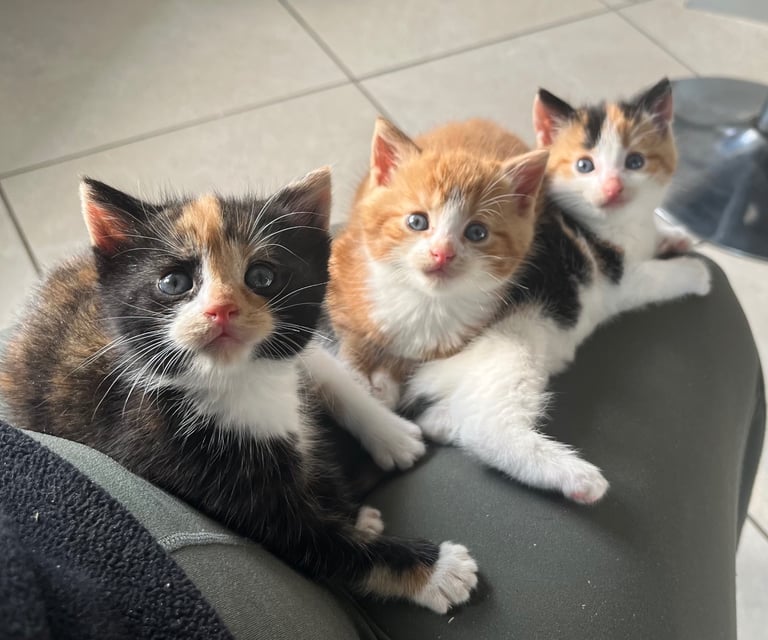 Kittens