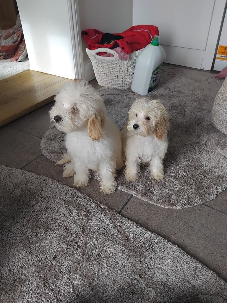 Cockapoo