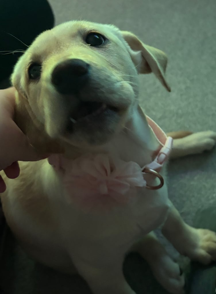 Nova