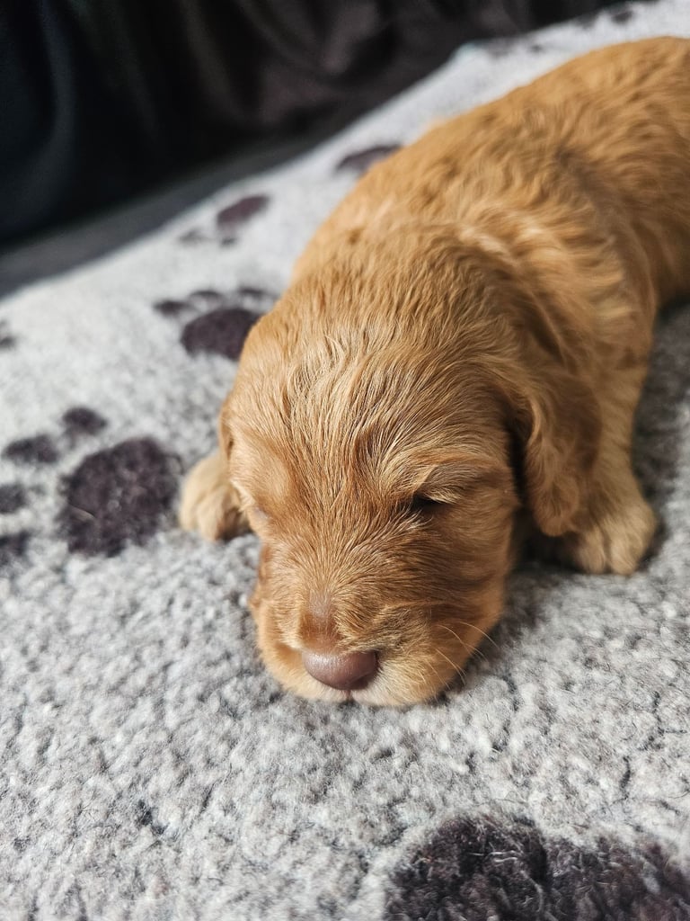 Miniature Cockerpoo Puppys