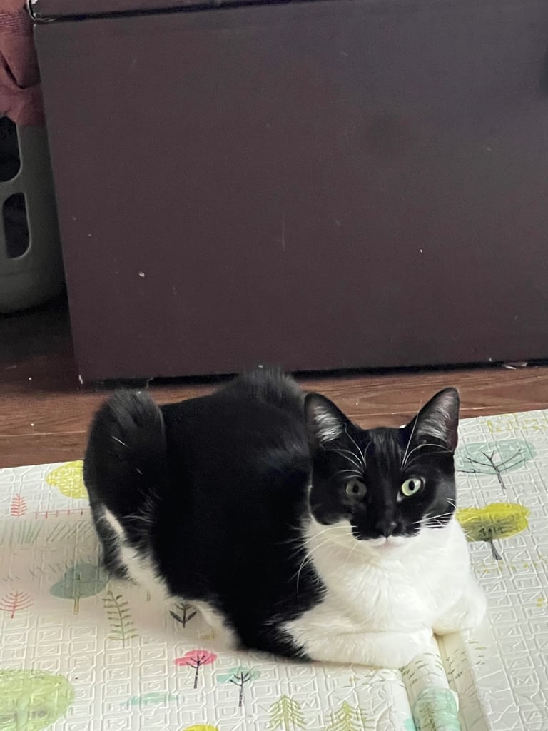 Tuxedo Cute cat for a good home due to travel