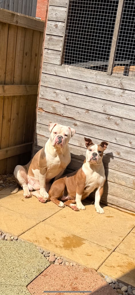 Olde English bulldog puppies