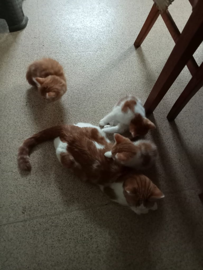 image for 4 very beautiful,  adorable,  cute kittens for sale