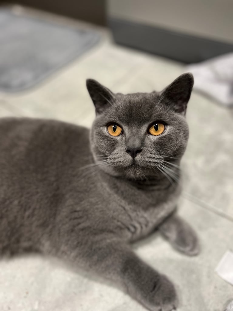 Meet Milu – A Gentle British Shorthair Looking for His Perfect Home
