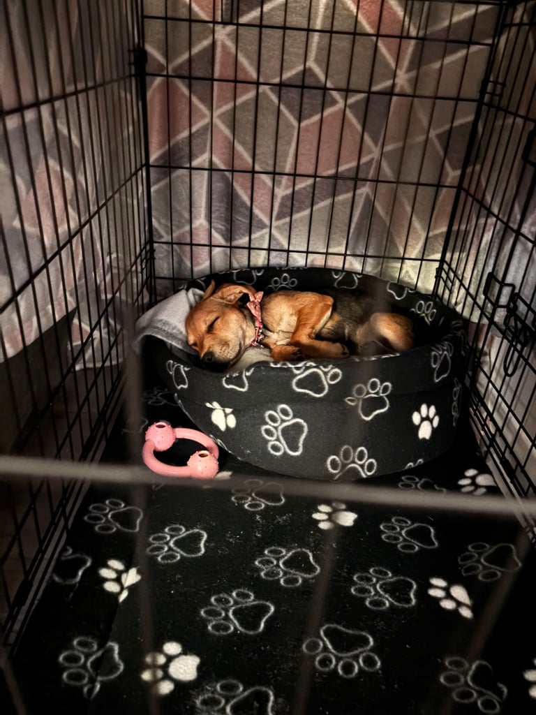 Puppy for sale Patterdale x Lakeland Terrier 