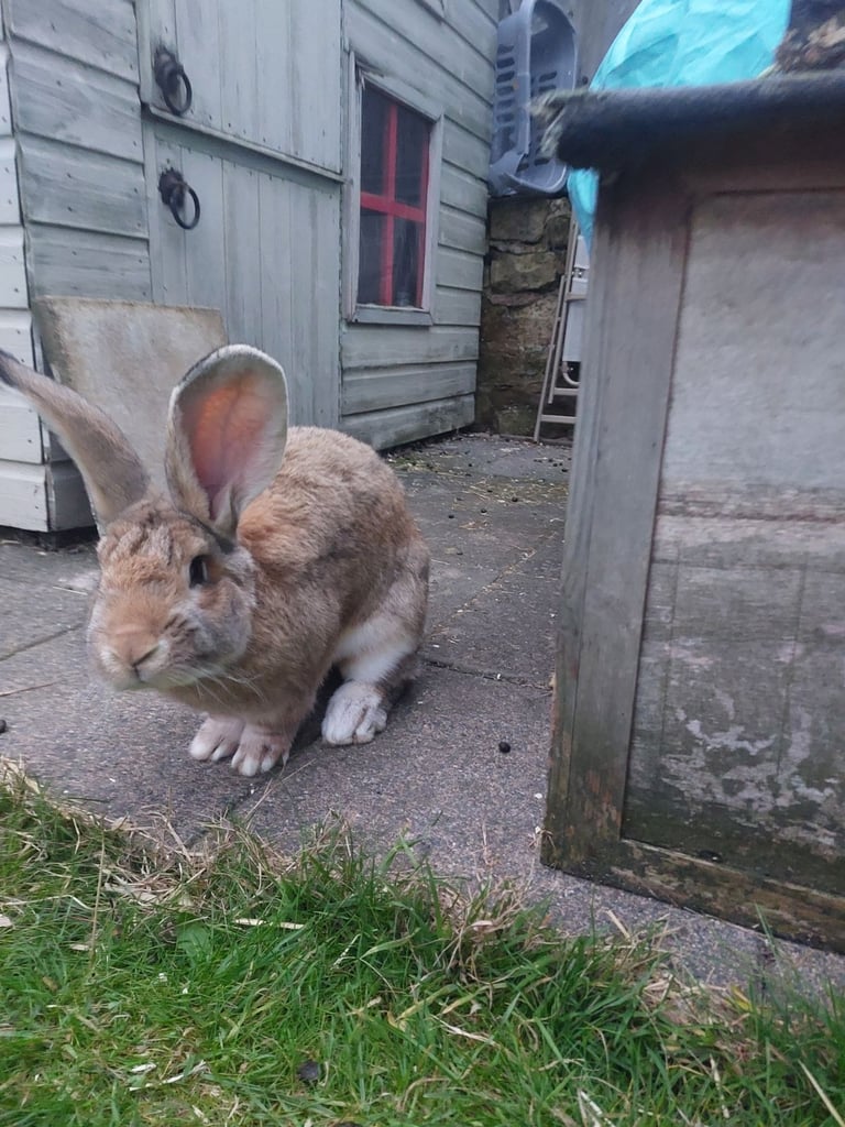 Baby continental giant rabbits