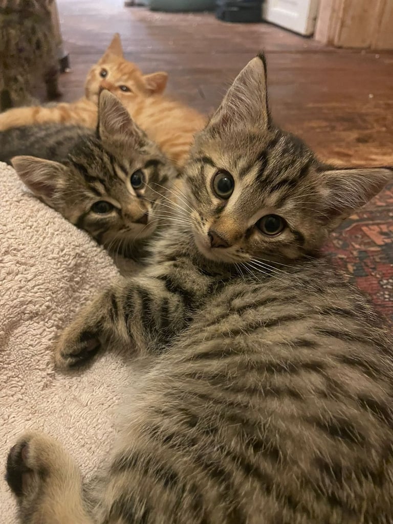 Beautiful kittens for sale 