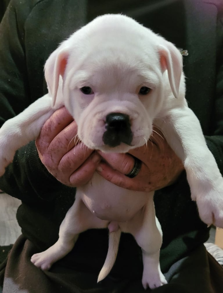 image for Dorset old tyme bulldogs 
