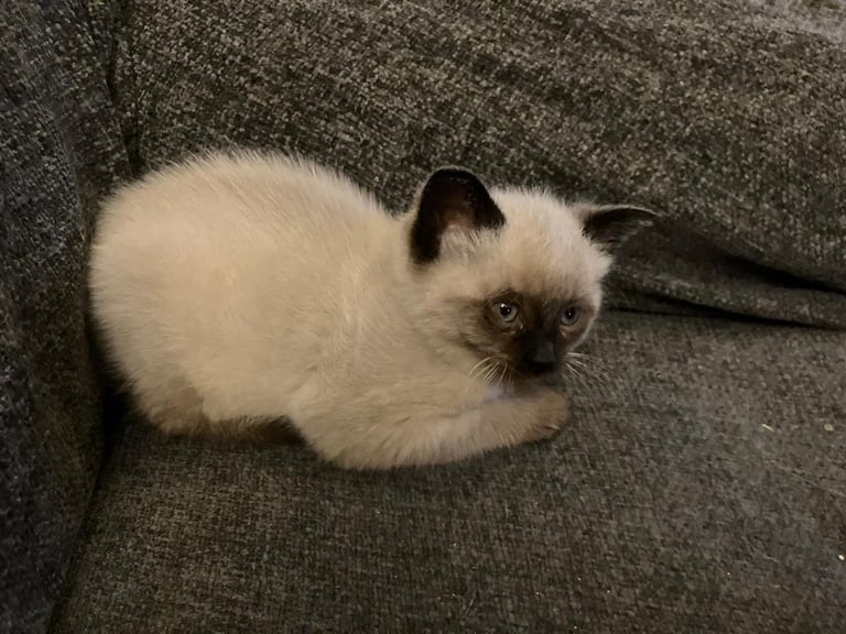 image for Chocolate point female kitten