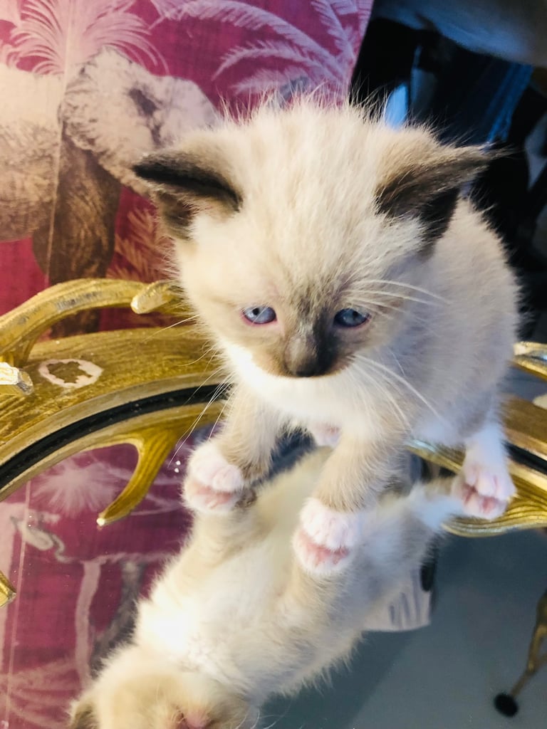Ragdoll kitten
