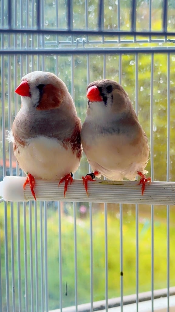 4 PAIRS OF BIG EXHIBITION SIZED CLOSE RUNG (ZFS) ZEBRA FINCHES