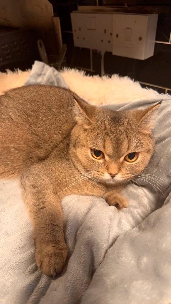 Friendly female golden shaded British shorthair kitten