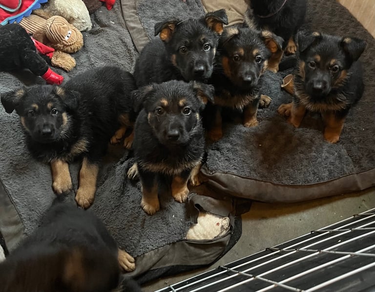 🐾 Ready to Leave Now! Beautiful German Shepherd Puppies – Ready 2nd November! 🐾
